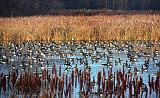 Countless Geese_10428